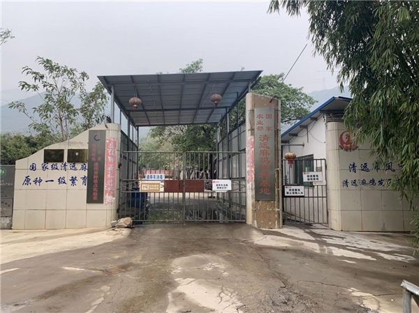 带你参观凤中皇清远鸡工厂,探寻安全生产背后的奥秘